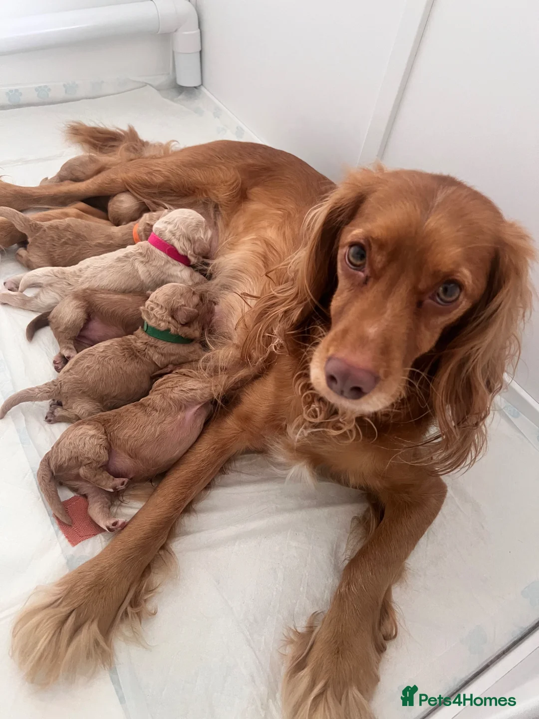 Cockapoo dogs for sale: Toy Cockerpoo Puppies - Advert 2