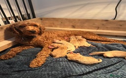 Cavapoo dogs for sale: Cavapoo Puppies for Sale - Image 1
