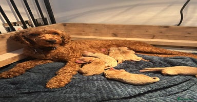 Cavapoo dogs - Advert 14