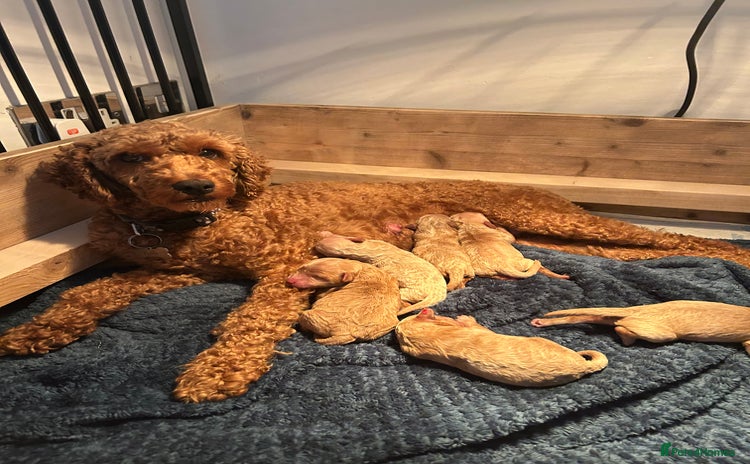 Cavapoo dogs - Advert 1