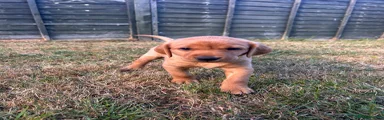Labrador Retriever 1