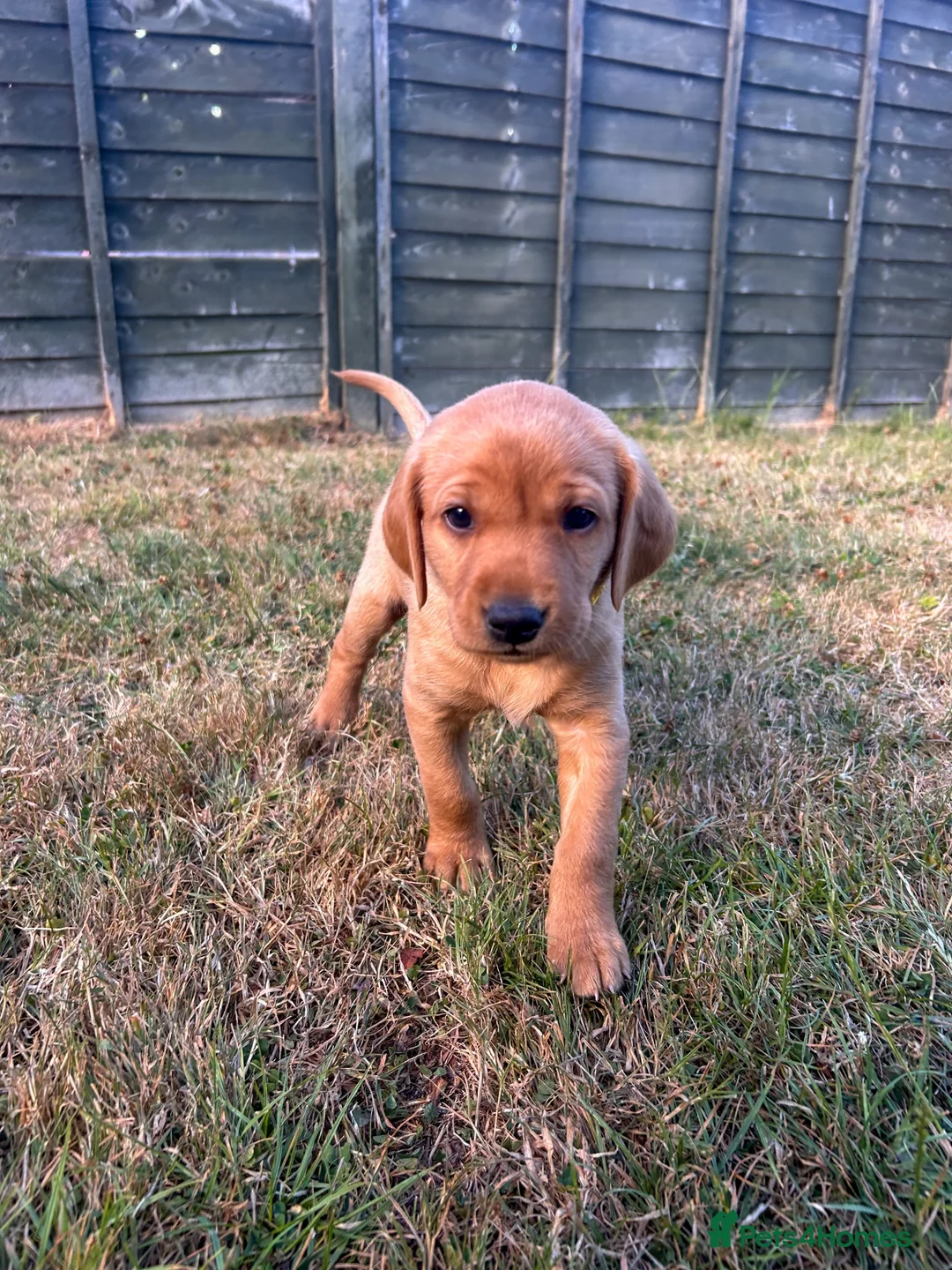 Labrador Retriever dogs for sale: ONE PUP LEFT-KC Reg, Red fox boy - Advert 1