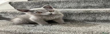 British Shorthair 1
