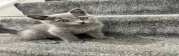 British Shorthair cats for sale: male british short hair - Advert 4