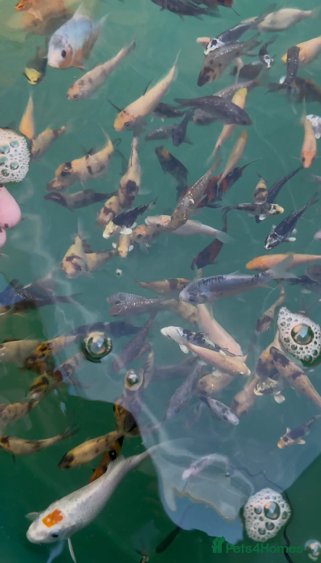 Koi Carp fish for sale: Koi carp in Nottingham - Advert 2