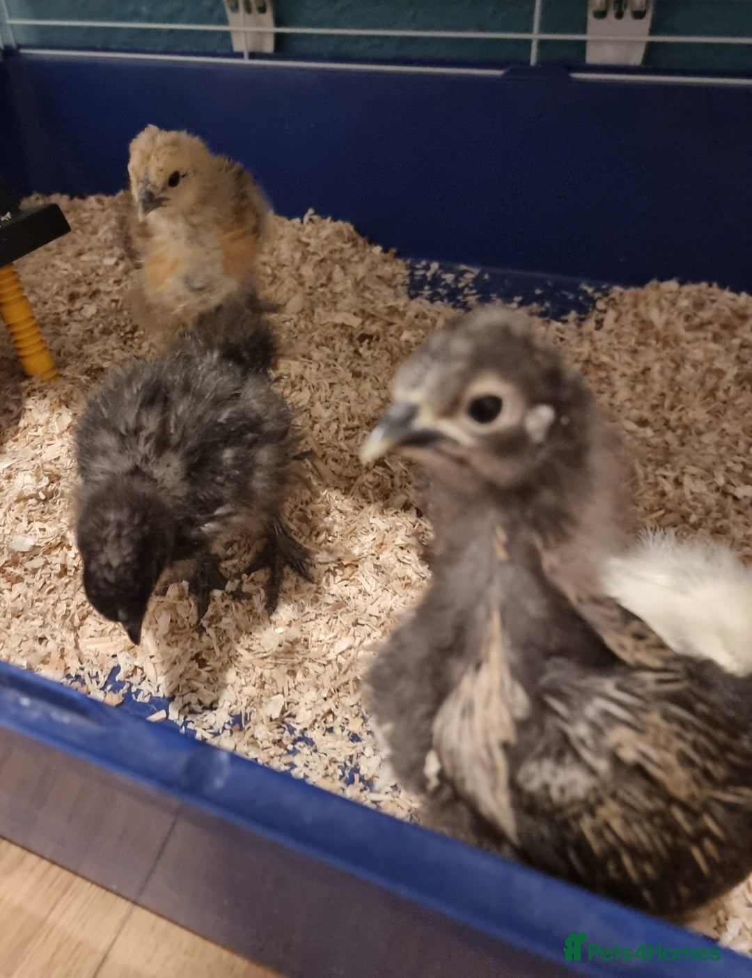 Chickens poultry for sale: 12 x Silkies and Pilkies (unsexed) mix of 2-4weeks - Advert 4
