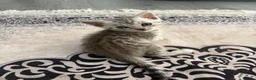 Mixed Breed cats for sale: Stunning British short hair x Bengal kittens  - Advert 6