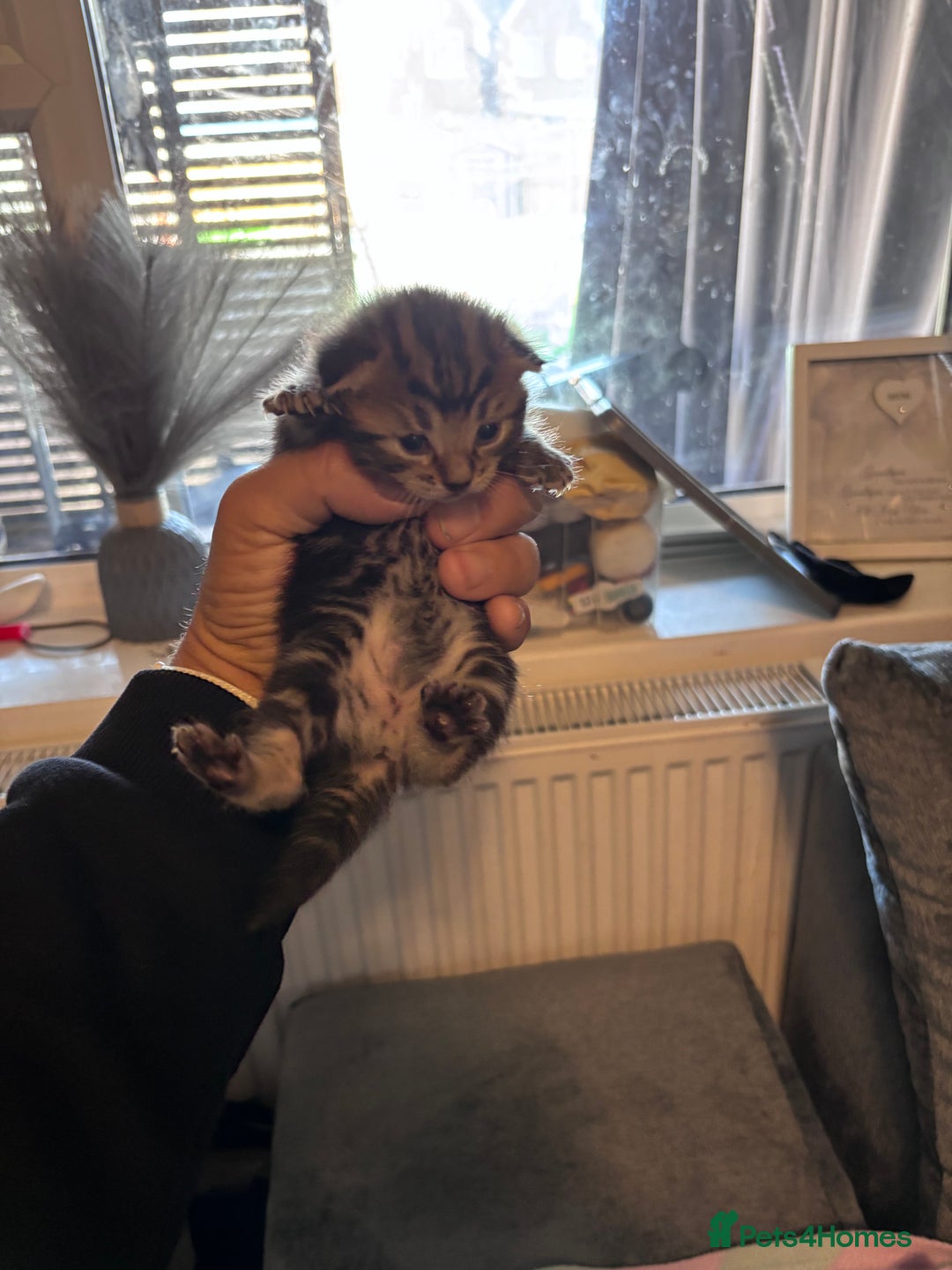 Bengal cats for sale: Bengal X  - Image 12