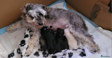 Mixed Breed dogs - Advert 9