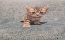 Mixed Breed cats for sale: Beautiful Kittens Available ✨️ in ELY - Image 29