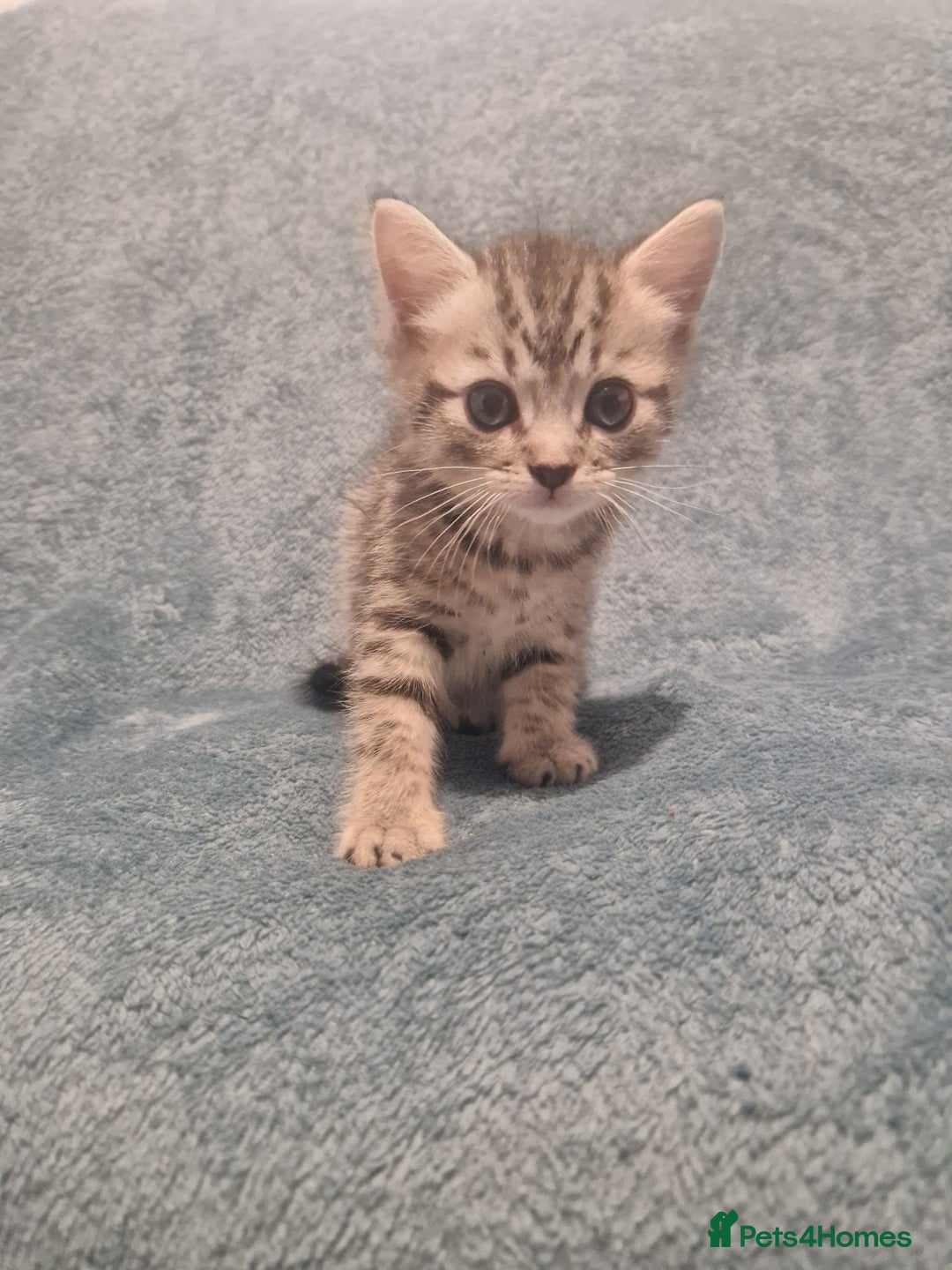 Mixed Breed cats for sale: Beautiful Kittens Available ✨️ in ELY - Image 29