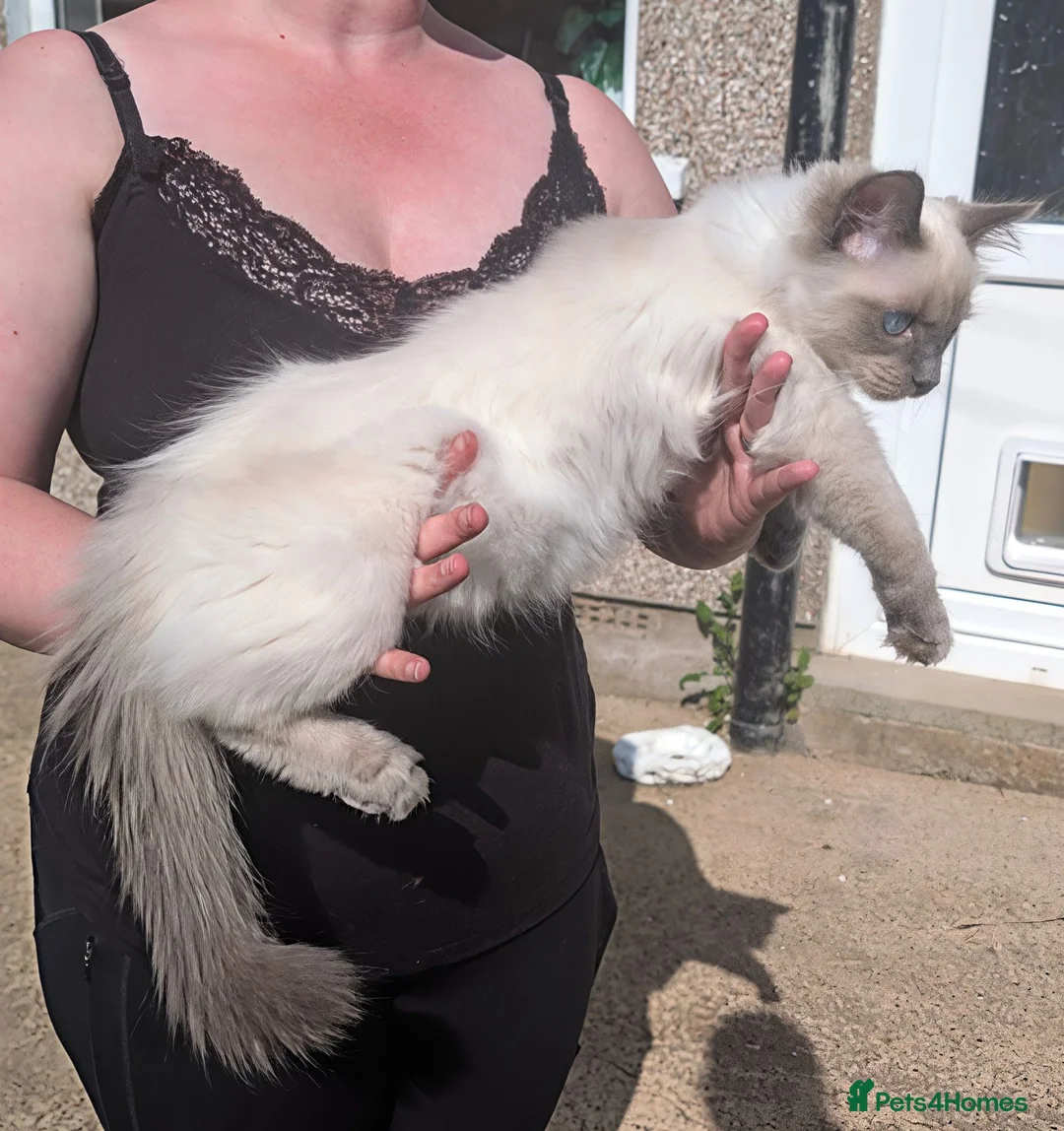 Ragdoll cats for sale: STILL WAITING  - Advert 2