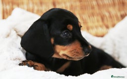 Miniature Dachshund dogs for sale: Miniature dachshund puppies, family bred - Image 7