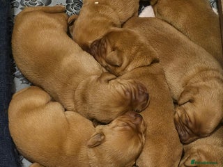 Labrador Retriever dogs KC Fox Red Labrador Puppys - Advert 5