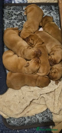 Labrador Retriever dogs KC Fox Red Labrador Puppys - Advert 7