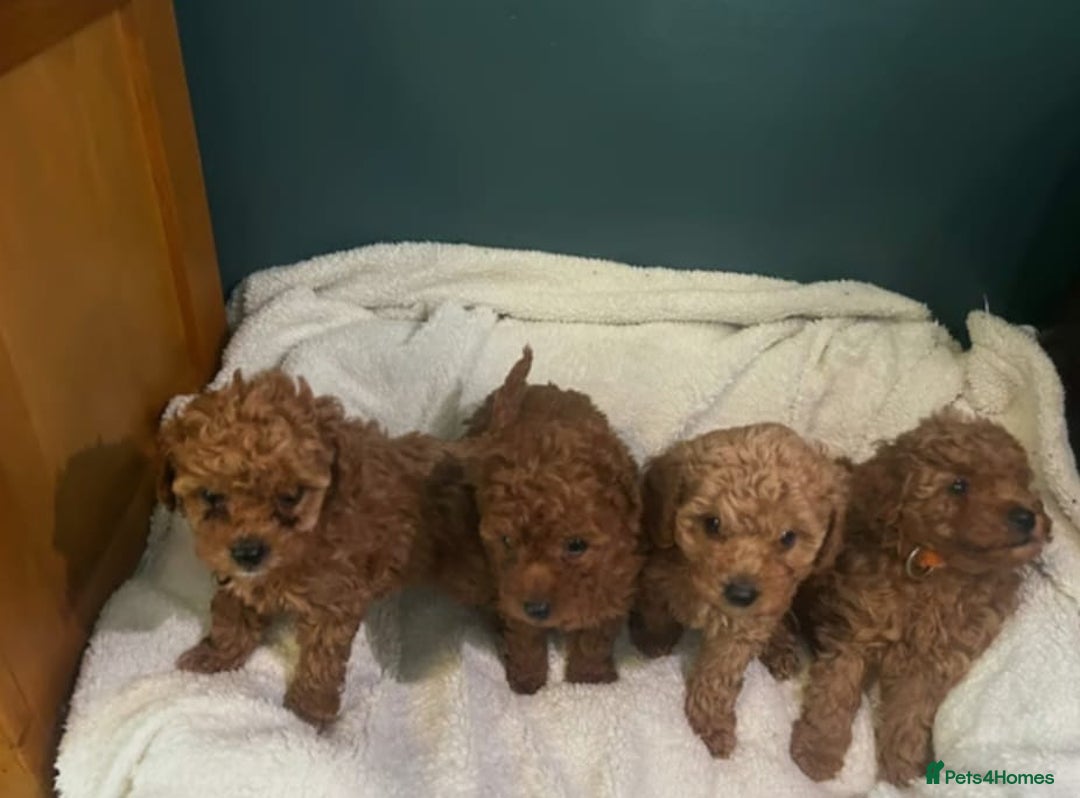 Cavapoo dogs for sale: Health tested cavapoo puppies - Advert 1