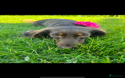 Dachshund dogs for sale: Miniature dachshund longhair puppies - Image 13