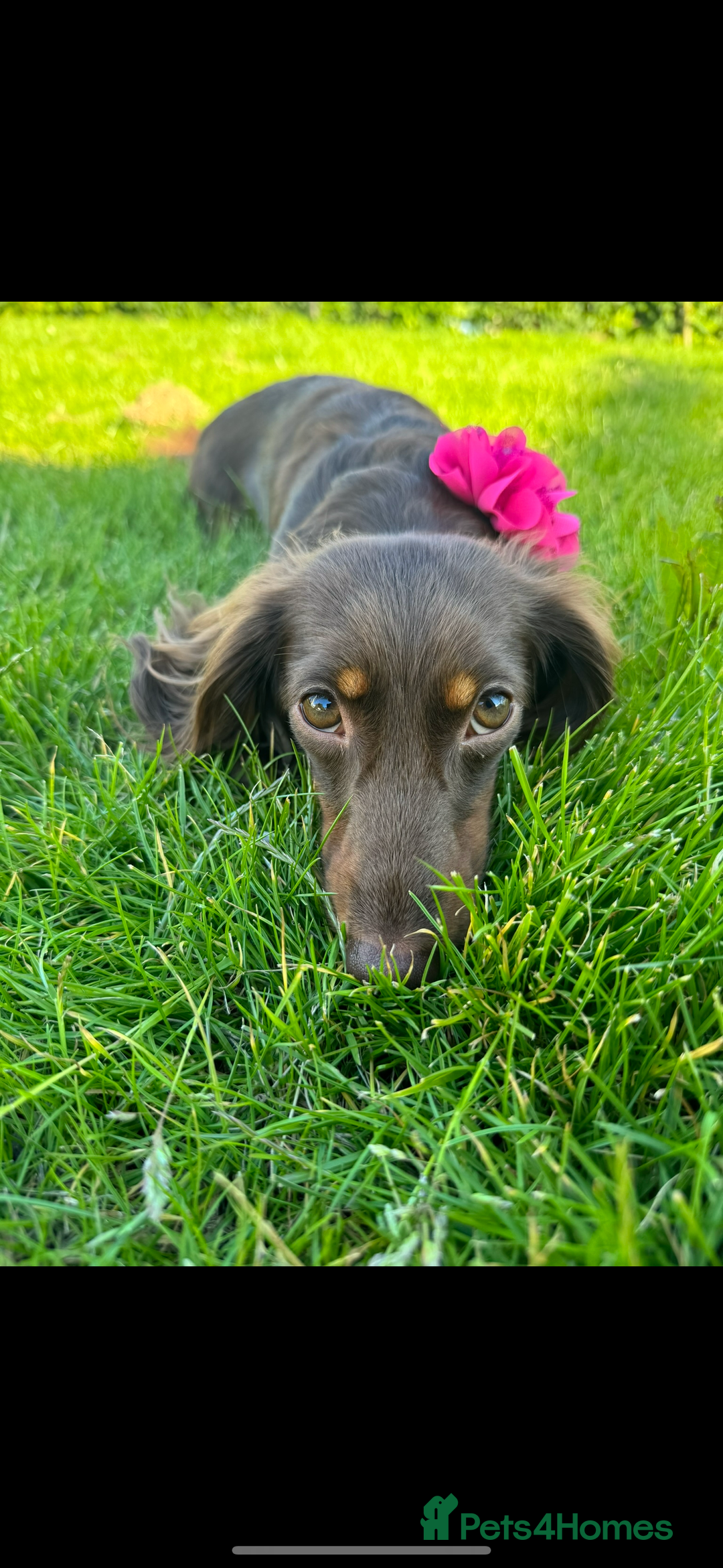 Dachshund dogs for sale: Miniature dachshund longhair puppies - Image 13