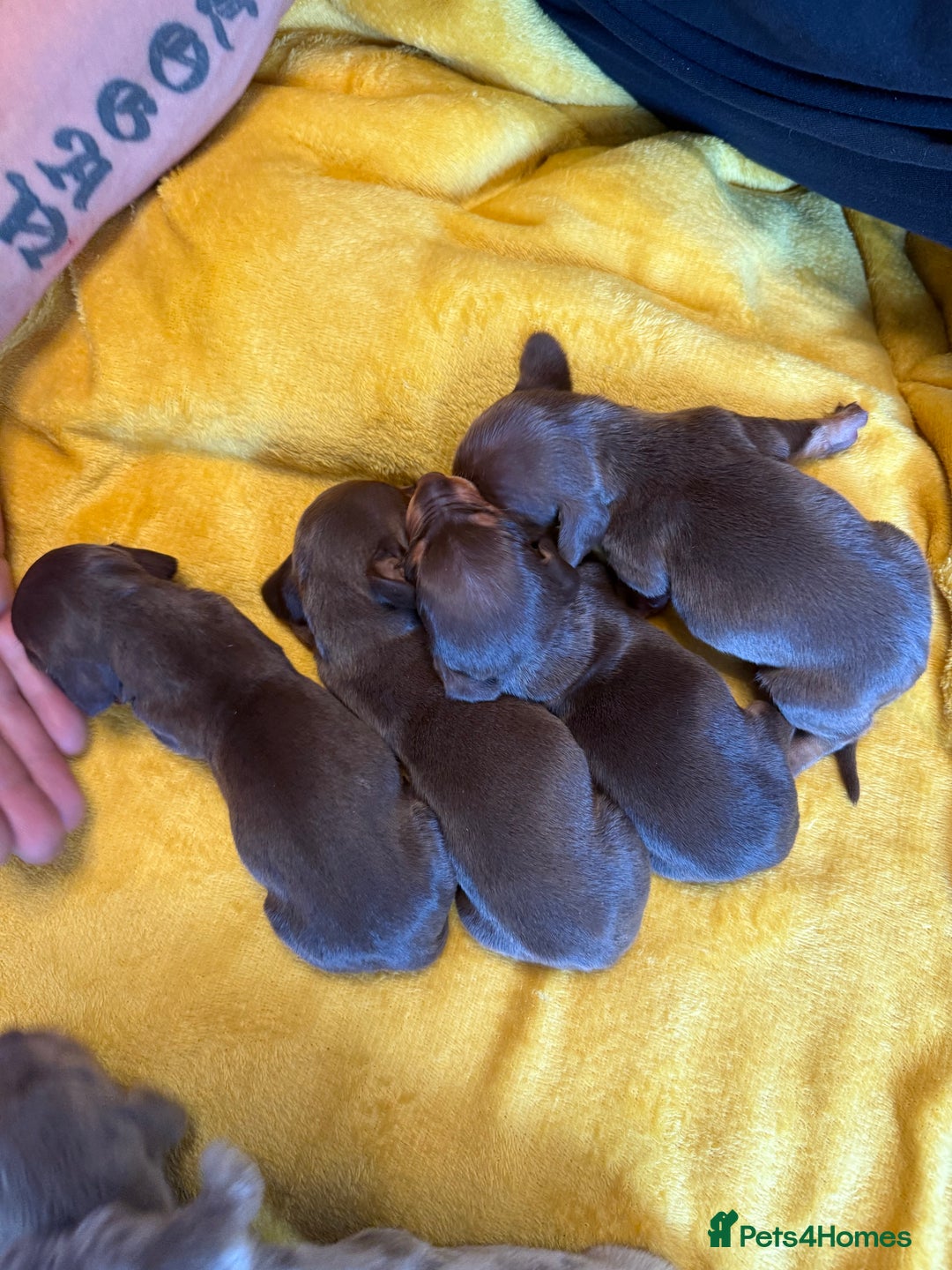 Miniature Dachshund dogs for sale: ❤️🐶 Miniature dachshund puppies 🐶❤️ - Image 4