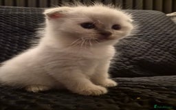 Scottish Fold cats for sale: Scottish fold x Siamese  - Image 18