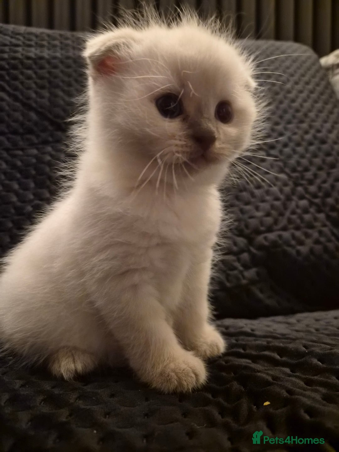 Scottish Fold cats for sale: Scottish fold x Siamese  - Image 18