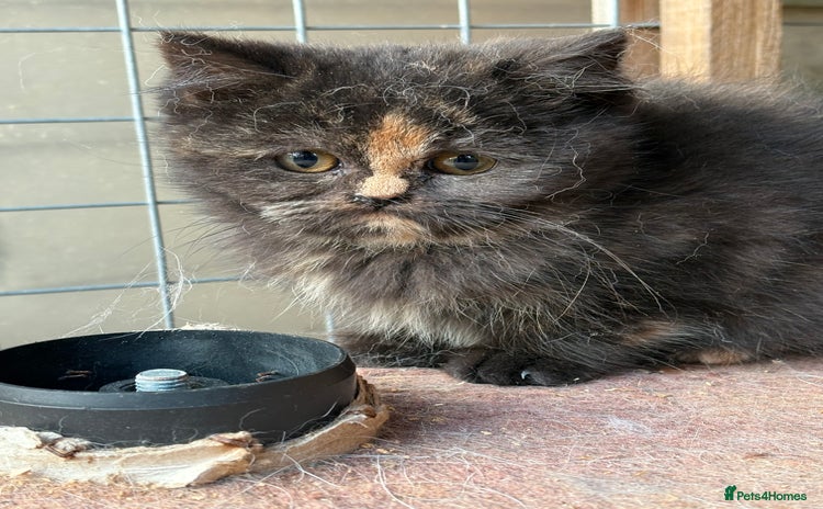 British Shorthair cats - Advert 4