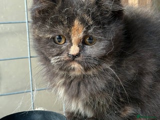 British Shorthair cats - Advert 19