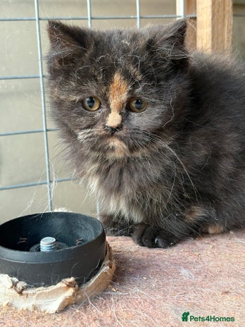 British Shorthair cats - Advert 9