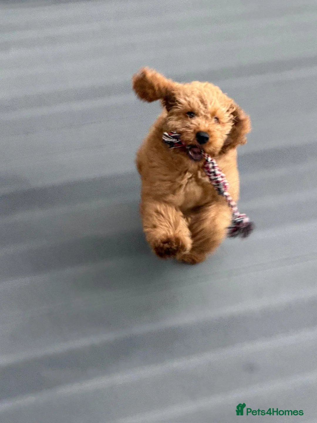 Miniature Poodle dogs for sale: High-Standard Miniature Poodle Puppy - Advert 1