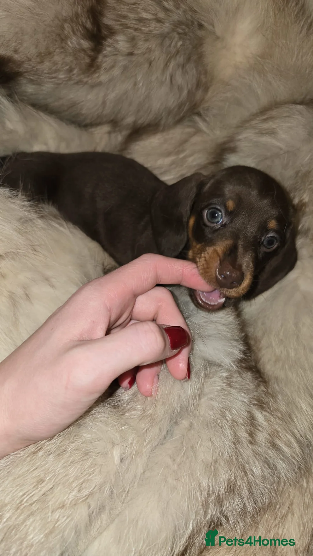 Miniature Dachshund dogs for sale: KC Miniature Dachshunds 2 Girls Left in Egham - Advert 5