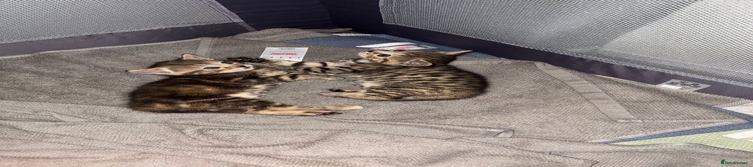 American bobtail Kitten 1