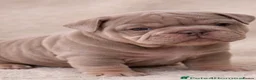 English Bulldog dogs for stud: 💙🍫FRANK🍫💙 - Advert 4