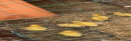 Ducks poultry for sale: 6 Indian runner ducks -  - Advert 4