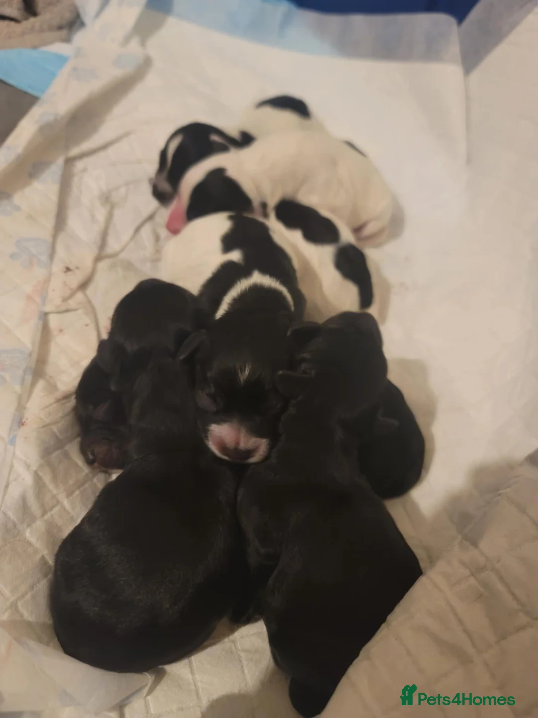 Cockapoo dogs for sale: The Magnificent fully-vaccinated Seven  in Romford - Advert 30