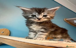 Maine Coon cats for sale: GCCF Maine coon kittens  - Image 7