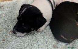 Mixed Breed dogs for sale: Toy fox terrier/jack Russell puppies  - Image 5