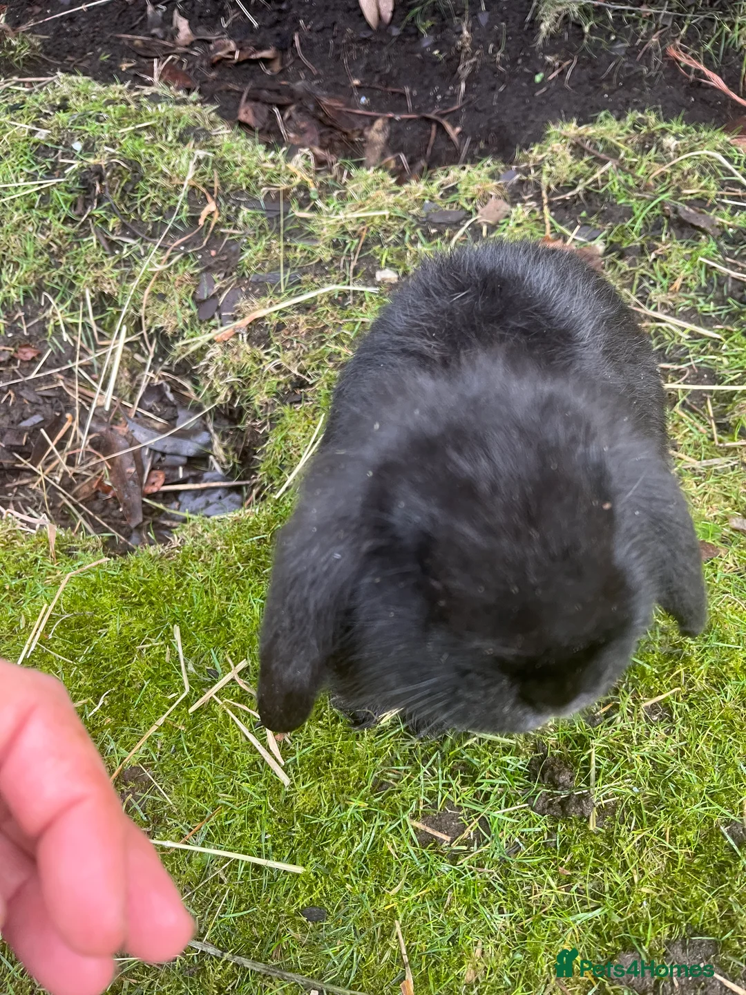 Mini Lop rabbits for sale: *1 left* - Advert 3