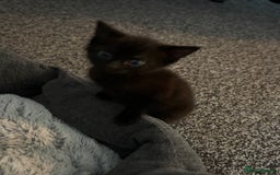 Mixed Breed cats for sale: Black and white kittens  - Image 2