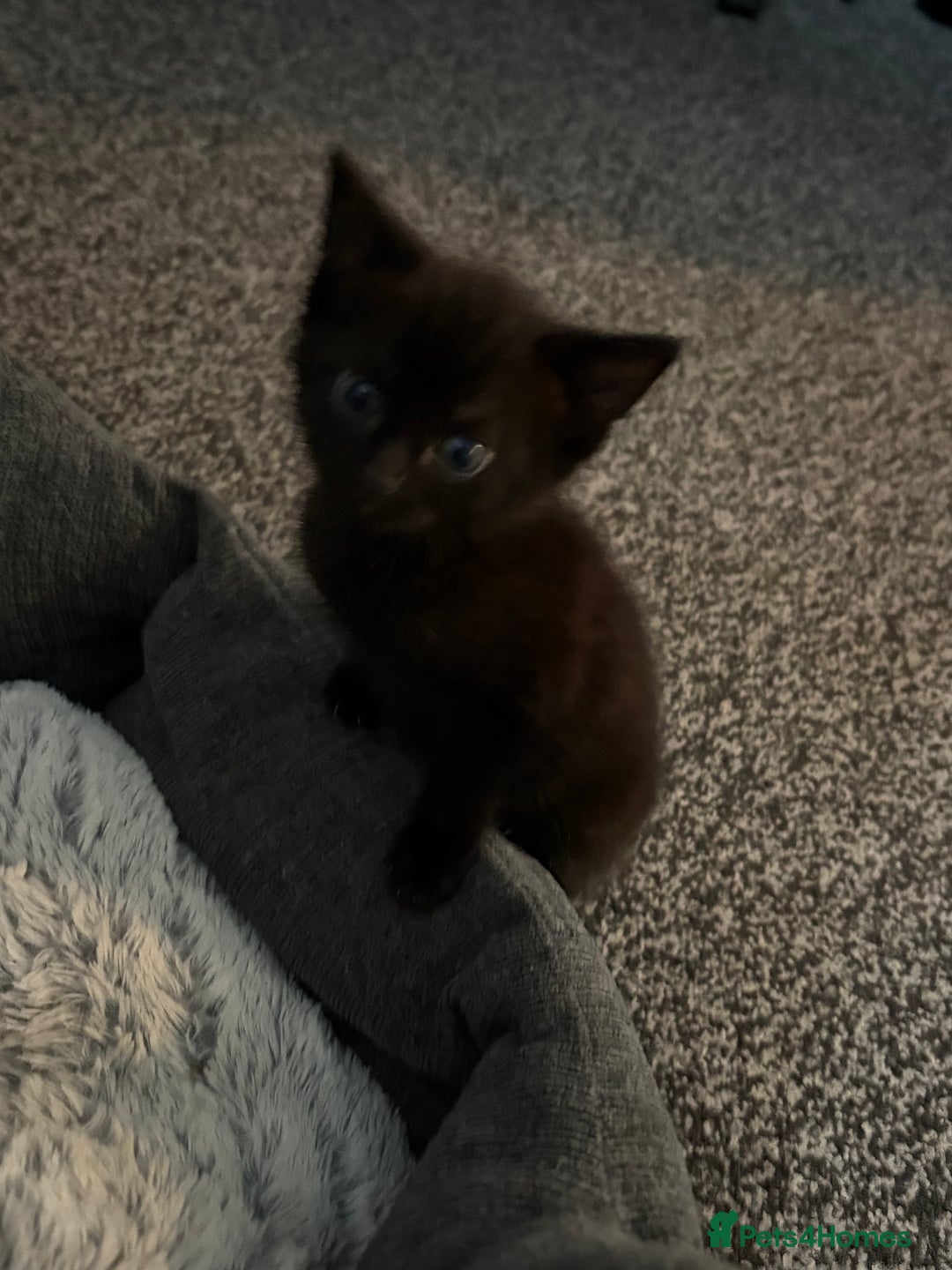 Mixed Breed cats for sale: Black and white kittens  - Image 2