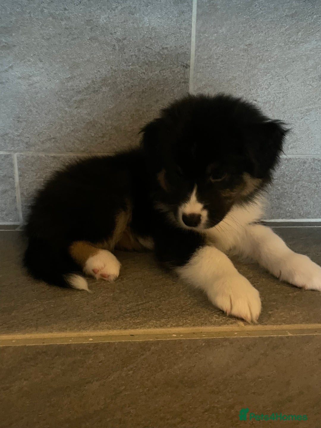 Australian Shepherd dogs for sale: Exceptional Australian Shepherd Puppies - Advert 15