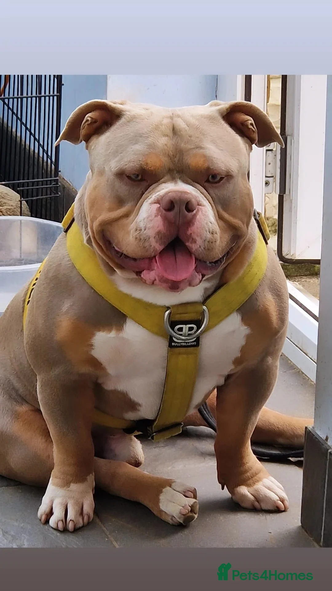 American Bully dogs for stud: American Pocket Bully PROVEN ! in Dartford - Advert 8