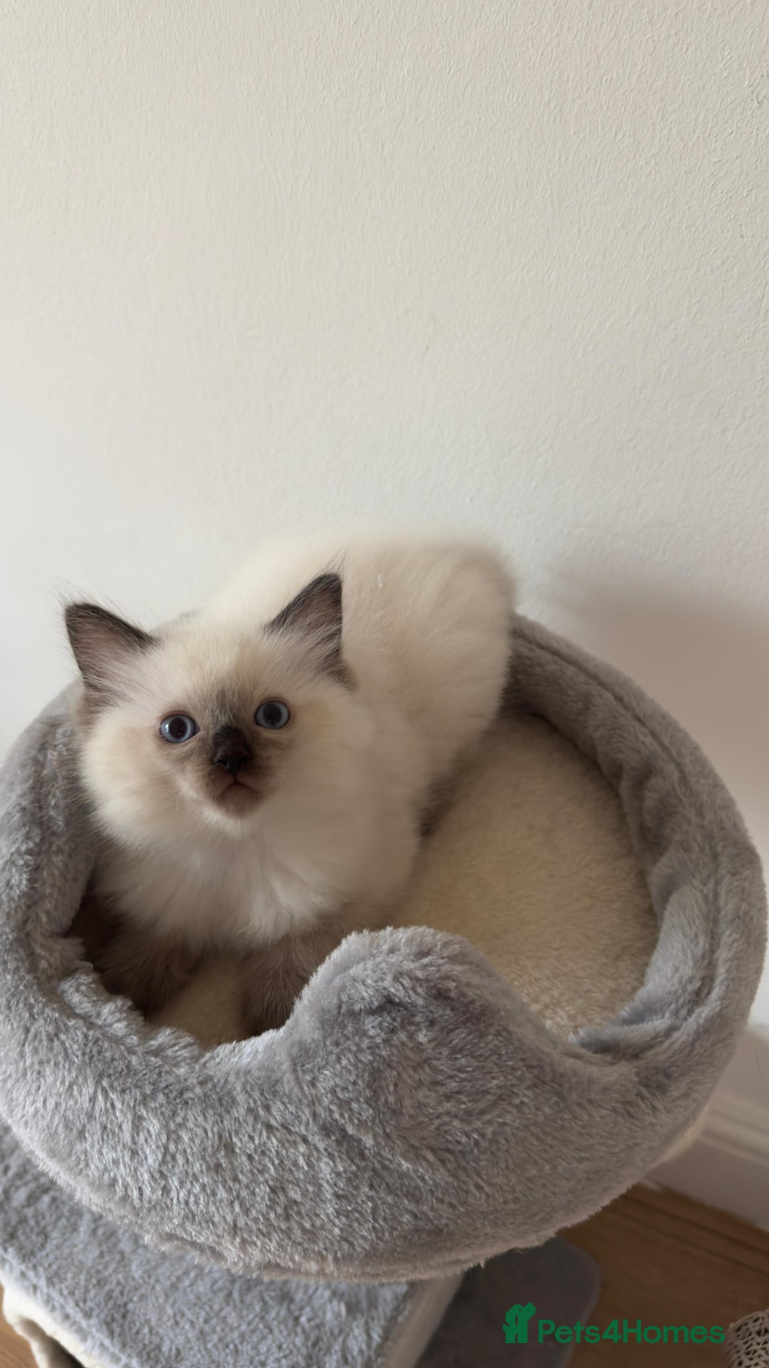 Ragdoll cats for sale: Ragdoll - Image 4