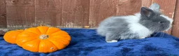 French Lop rabbits for sale: 5 Beautiful French lops  - Advert 16