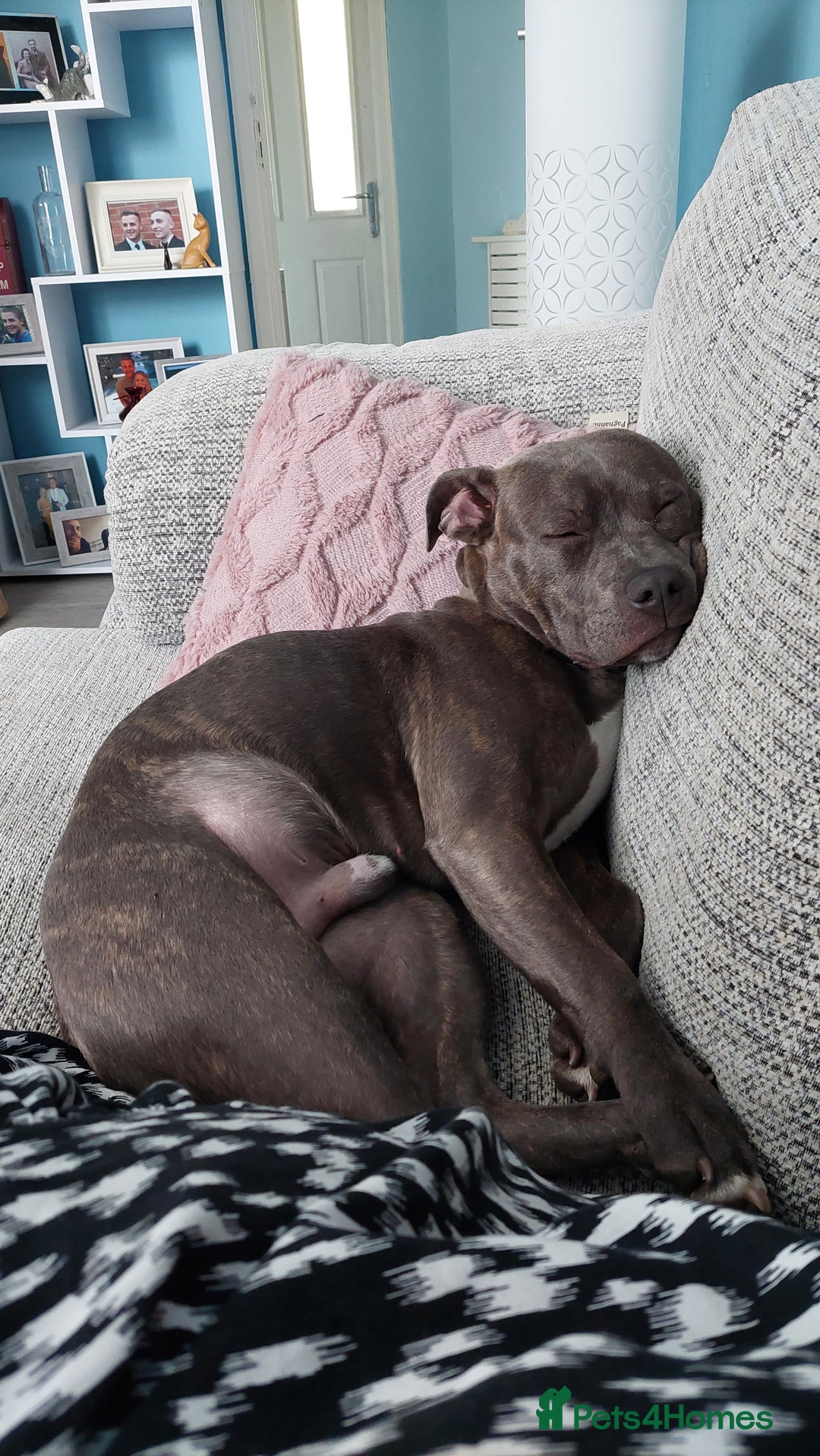 Staffordshire Bull Terrier dogs for sale: Handsome Axel - Image 4