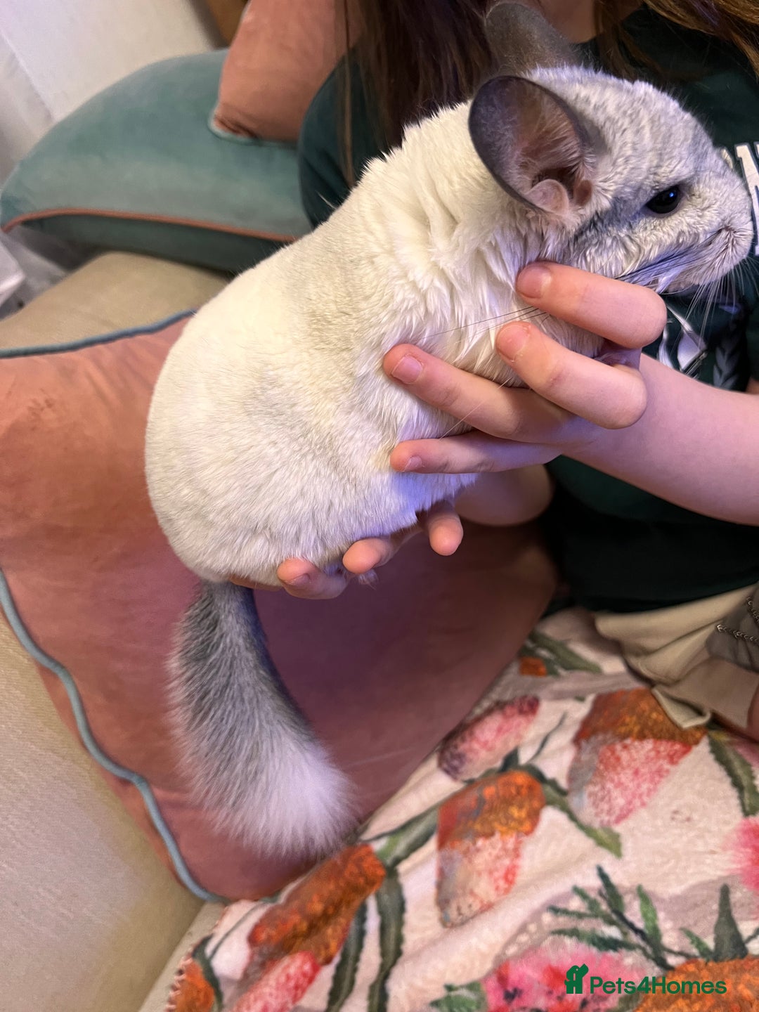 Chinchilla rodents for sale: Beautiful male chinchilla - Advert 3