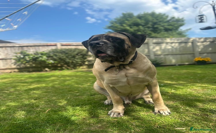 Mastiff dogs - Advert 1