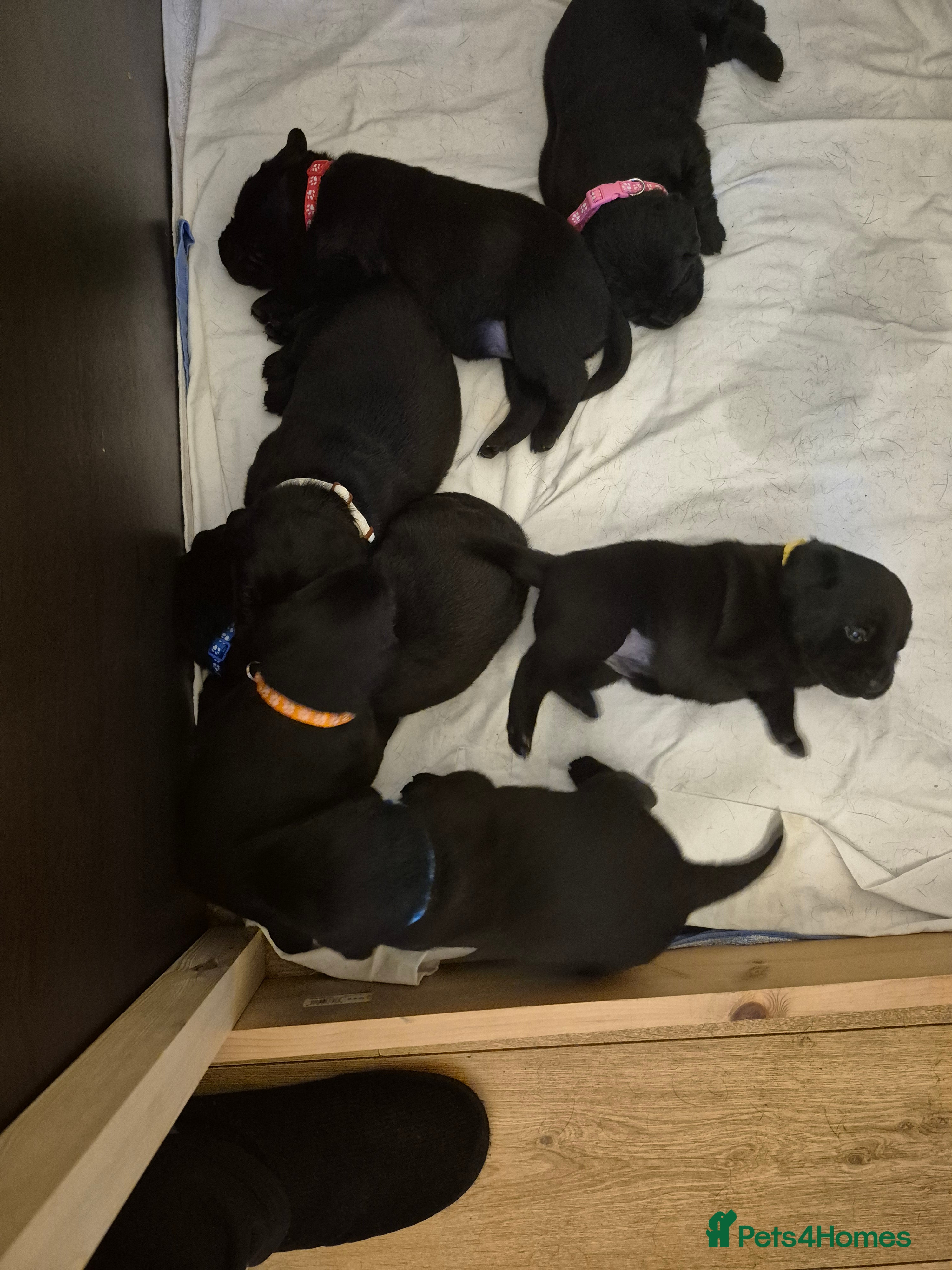 Labrador Retriever dogs Litter of 7 black labradors - Advert 2