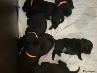 Labrador Retriever dogs Litter of 7 black labradors - Advert 2
