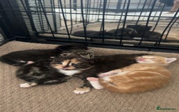 Mixed Breed cats for sale: 2 beautiful kittens - Image 8