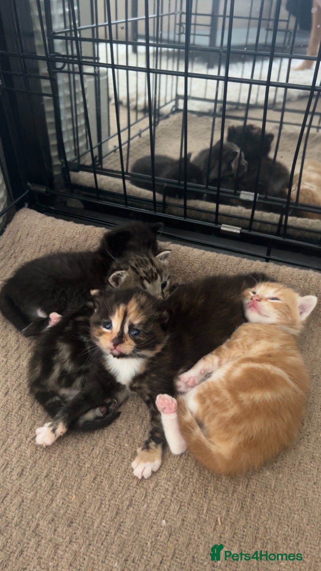 Mixed Breed cats for sale: 2 beautiful kittens - Image 8